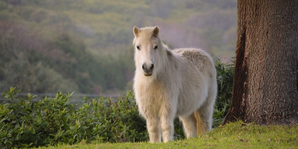 Redwings, il santuario nato da una pony dimenticata