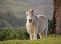Redwings, il santuario nato da una pony dimenticata