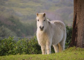 Redwings, il santuario nato da una pony dimenticata