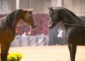 Fieracavalli inizia qui: le prime novità nel palinsesto della 127ª edizione