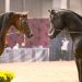 Fieracavalli inizia qui: le prime novità nel palinsesto della 127ª edizione