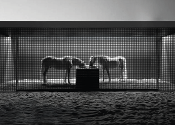 Henrytimi firma il Padiglione Iberian Horses 2025