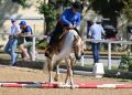 Scarlet, la Haflinger che sfida i Quarter