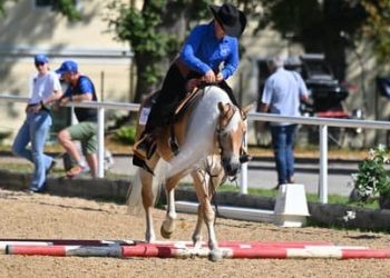 Scarlet, la Haflinger che sfida i Quarter