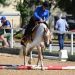 Scarlet, la Haflinger che sfida i Quarter