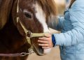 Fieracavalli: passione di famiglia