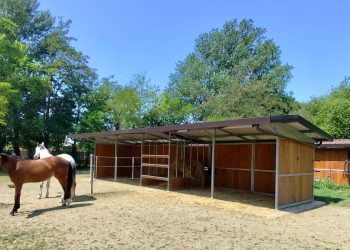 Foto articolo La gestione dei cavalli 350x250