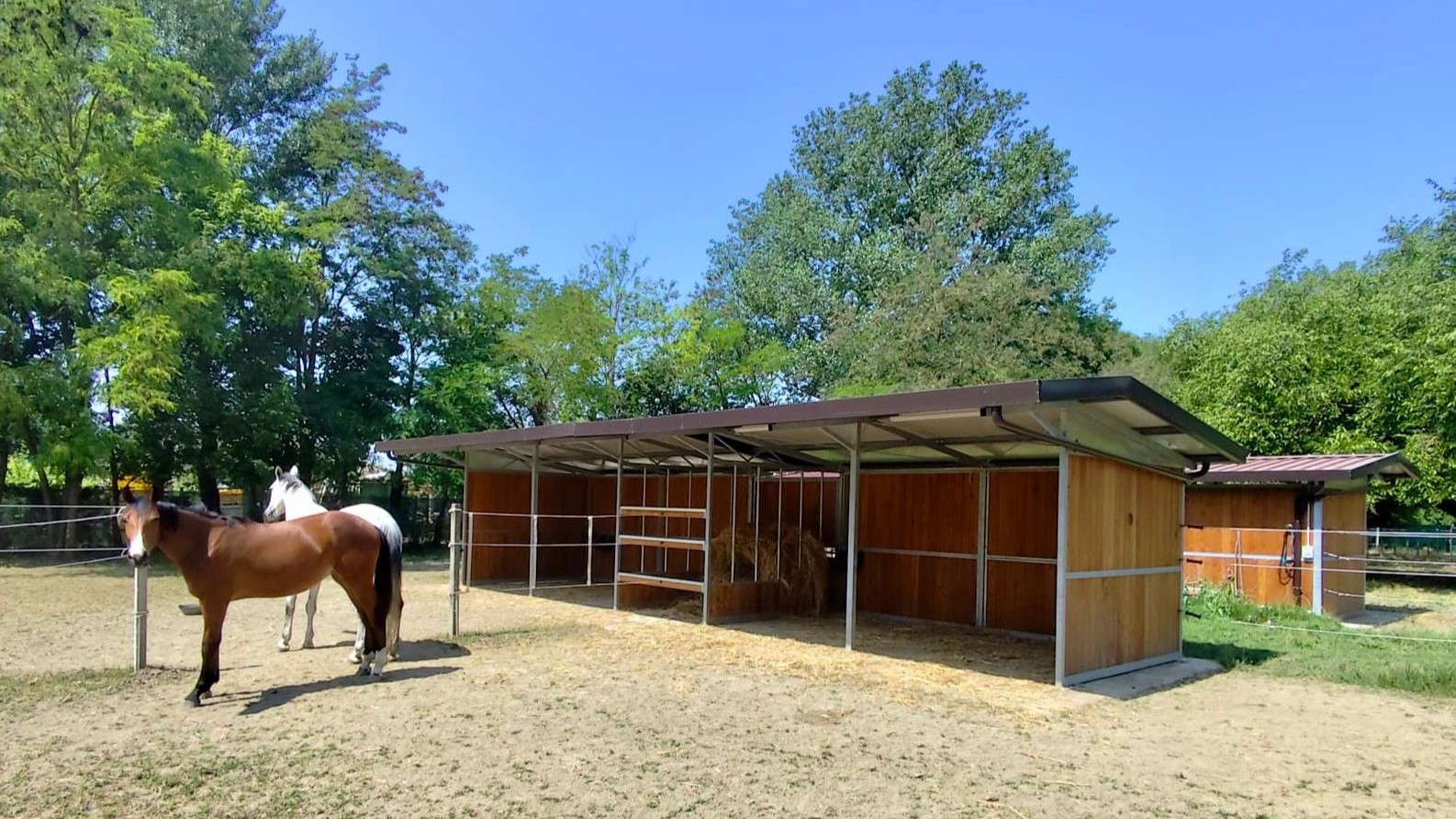 Foto articolo La gestione dei cavalli