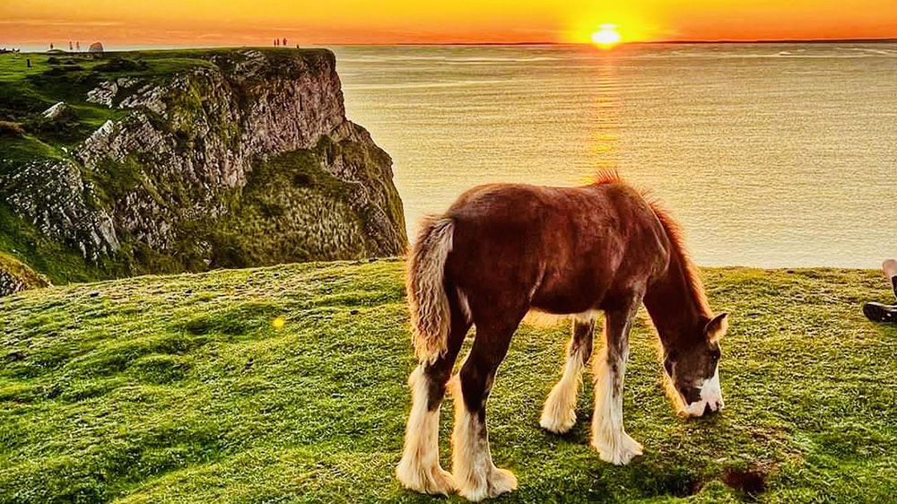 Rhossili Horse