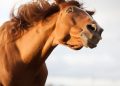 StressedChestnutHorse iStock 120x86