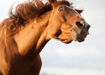 StressedChestnutHorse iStock 350x250