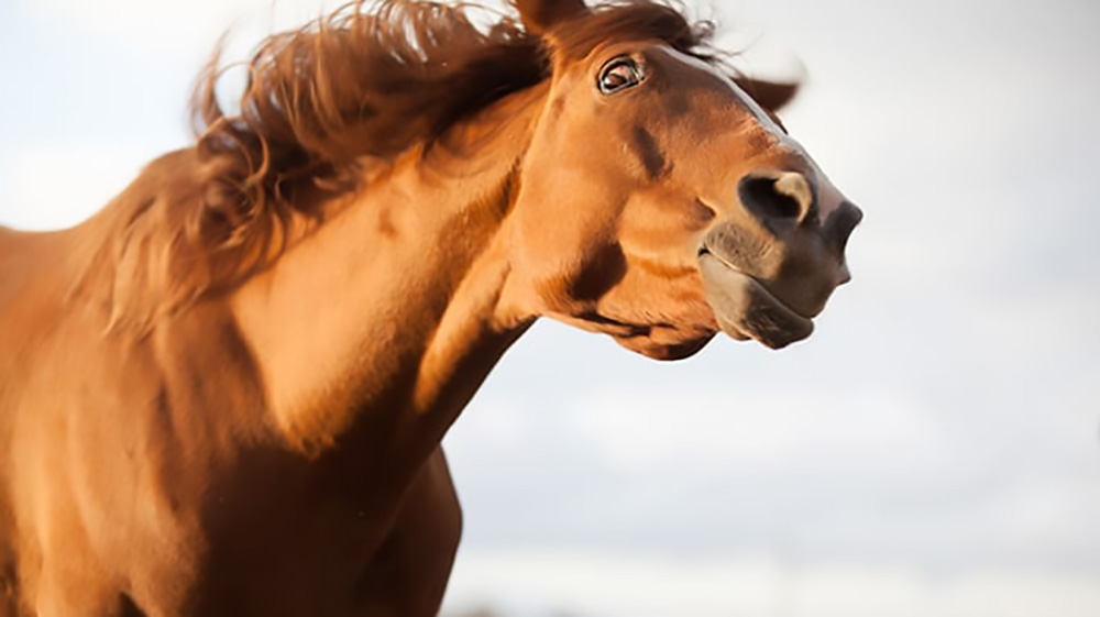 StressedChestnutHorse iStock