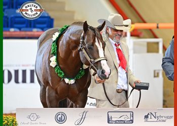 2025 Apha/Wcha Halter Million: i Paint parlano anche italiano