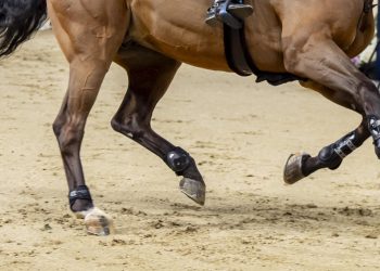 aebe5d710ea3c2f50c9baa922a94db6e 350x250