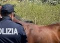 cavallo morto catania ancora 120x86