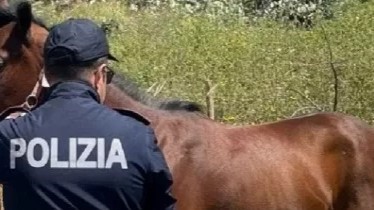 cavallo morto catania ancora