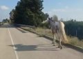 Cavallo cieco a spasso sulla statale