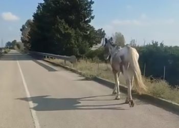 Cavallo cieco a spasso sulla statale