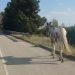 Cavallo cieco a spasso sulla statale