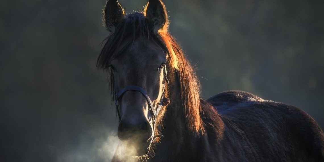 Il respiro di Black Beauty