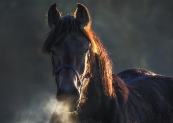 Il respiro di Black Beauty