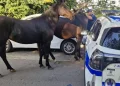 Imola, due cavalli in fuga…con la podistica!