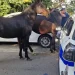 i due cavalli fuggiti che rischiavano di raggiungere il percorso fermati e calmati dalla polizia locale 75x75