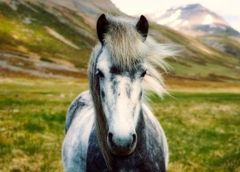 iceland 2420768 1280 1 350x250