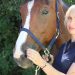 Libri di cavalli: ‘Stretching per il cavallo’, di Laura Fierimonte