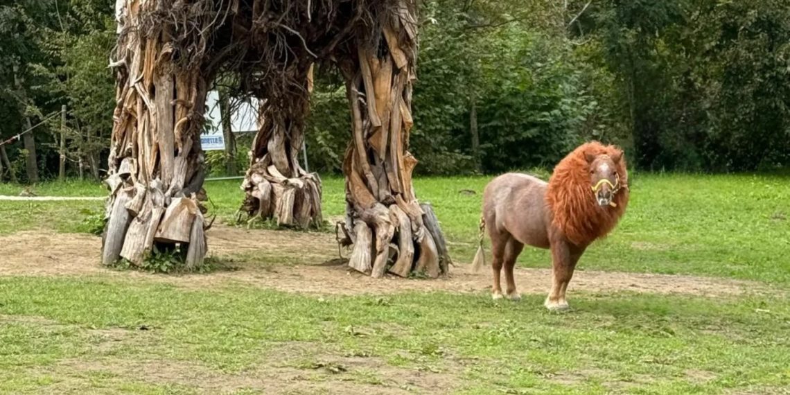 La famosa invasione dei pony ruggenti in Veneto