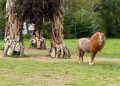 La famosa invasione dei pony ruggenti in Veneto