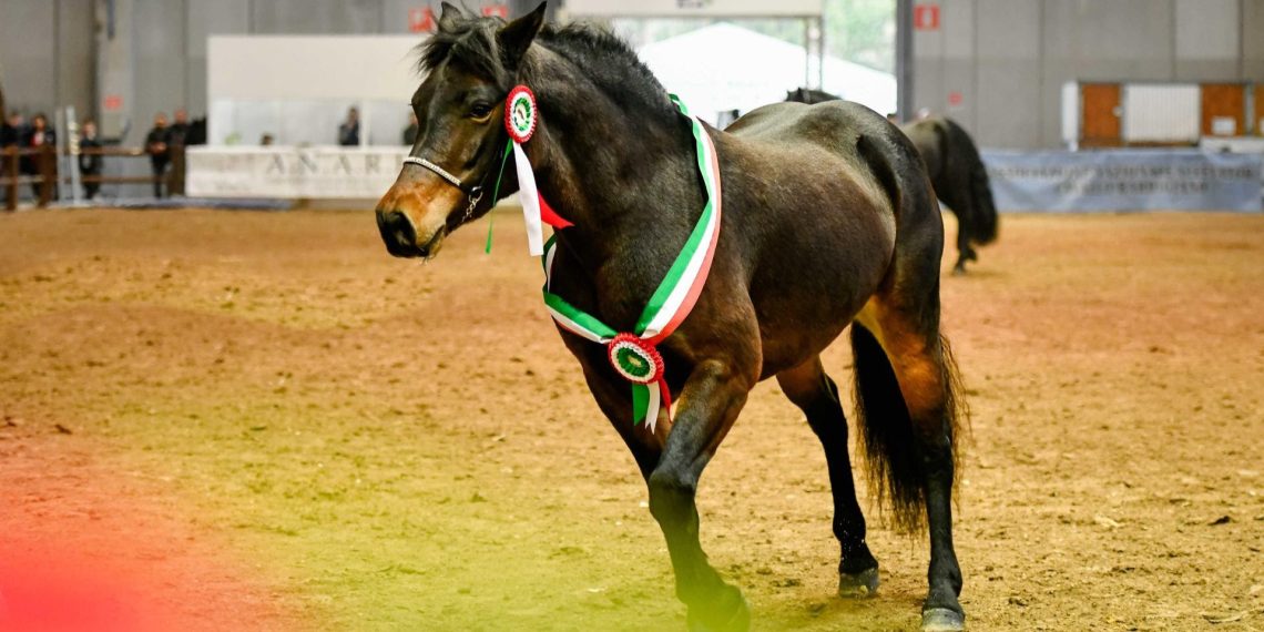 La biodiversità equina: protagonista a Fieracavalli