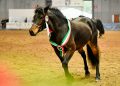 La biodiversità equina: protagonista a Fieracavalli