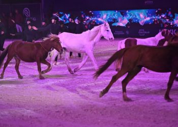 La Bellezza del cavallo in scena a Verona, torna il Gala d’Oro di Fieracavalli