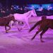 La Bellezza del cavallo in scena a Verona, torna il Gala d’Oro di Fieracavalli