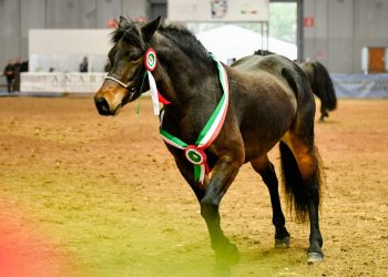 La biodiversità equina: protagonista a Fieracavalli
