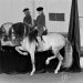 Fiera del Cavallo di Forlì: ci sarà anche l’Accademia Teatro Equestre Zebre