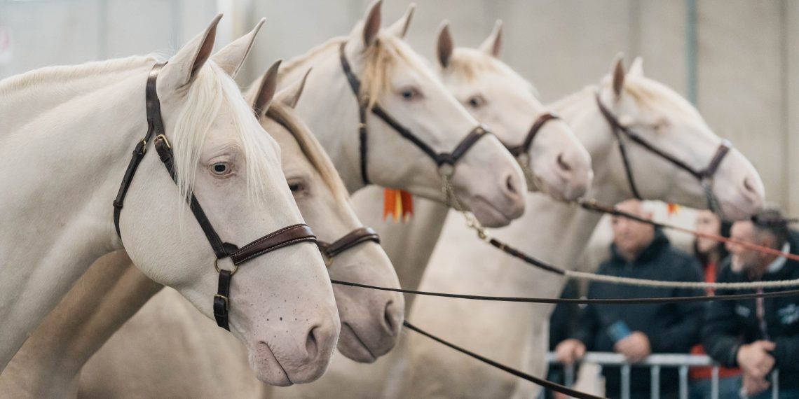 043 Fieracavalli2023 EnneviFoto Veronafiere MM40645 1 1140x570