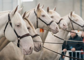 043 Fieracavalli2023 EnneviFoto Veronafiere MM40645 1 350x250