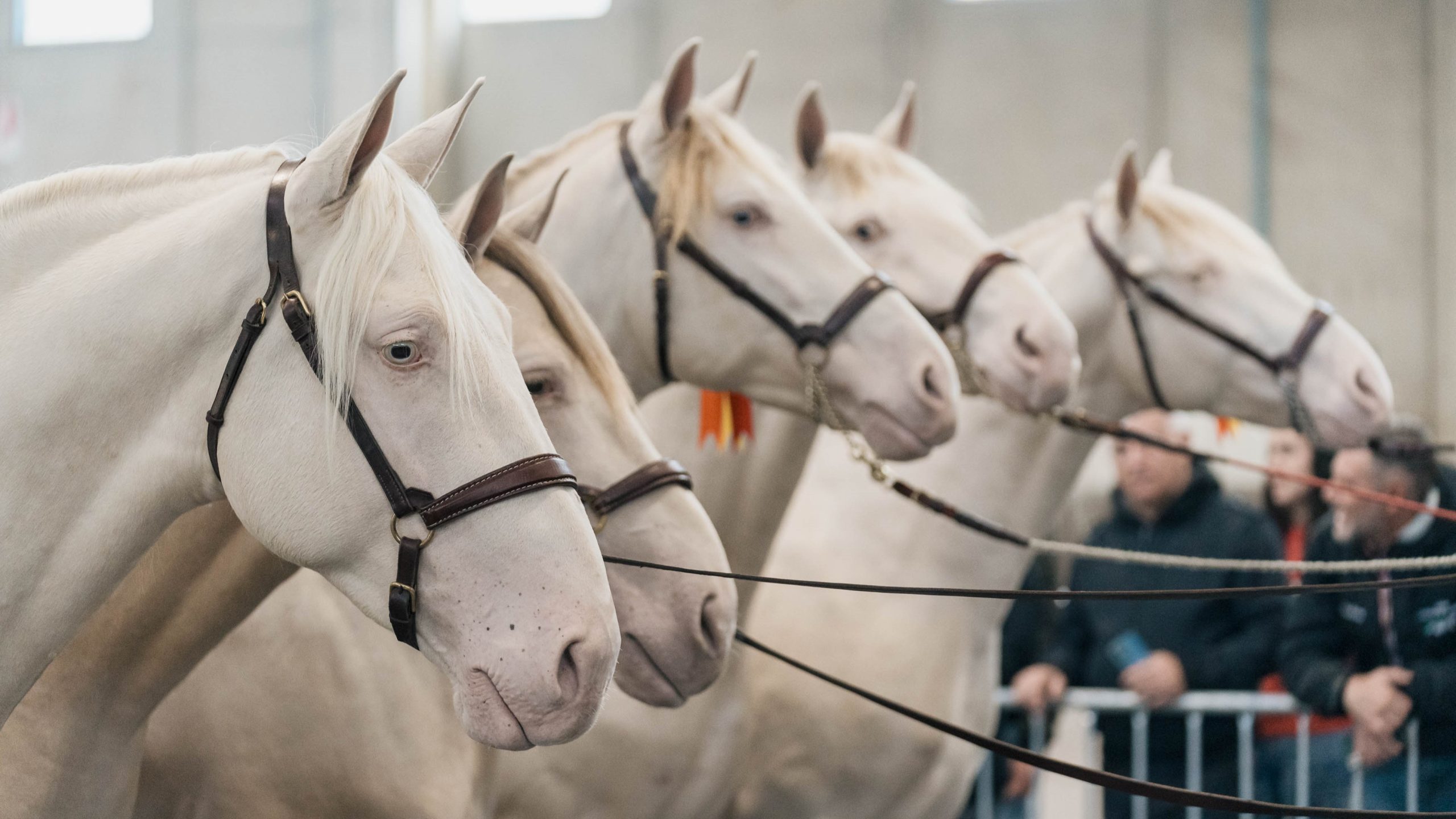 043 Fieracavalli2023 EnneviFoto Veronafiere MM40645 1 scaled