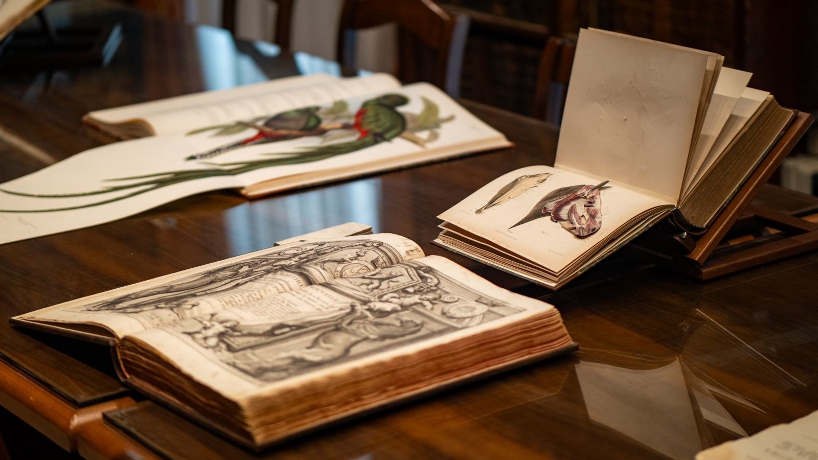 1 Opere di argomento equestre della Biblioteca Storica Nazionale dellAgricoltura foto Matteo Caracciolo