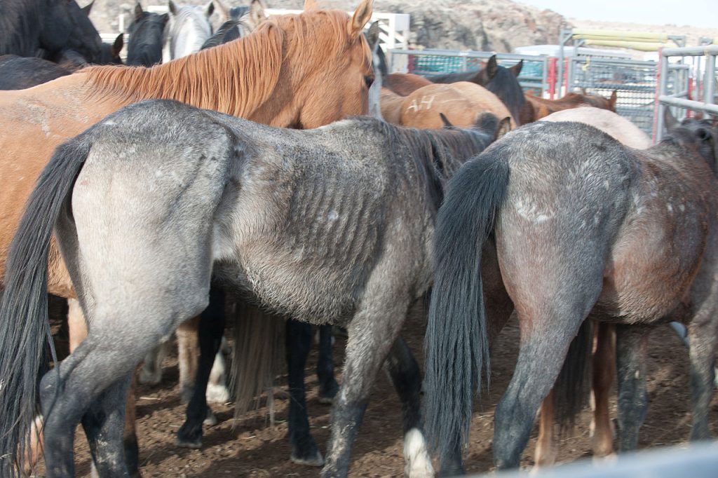 1280px 2012 11 27 Little Owyhee Gather 156 8228828442 3 1024x682