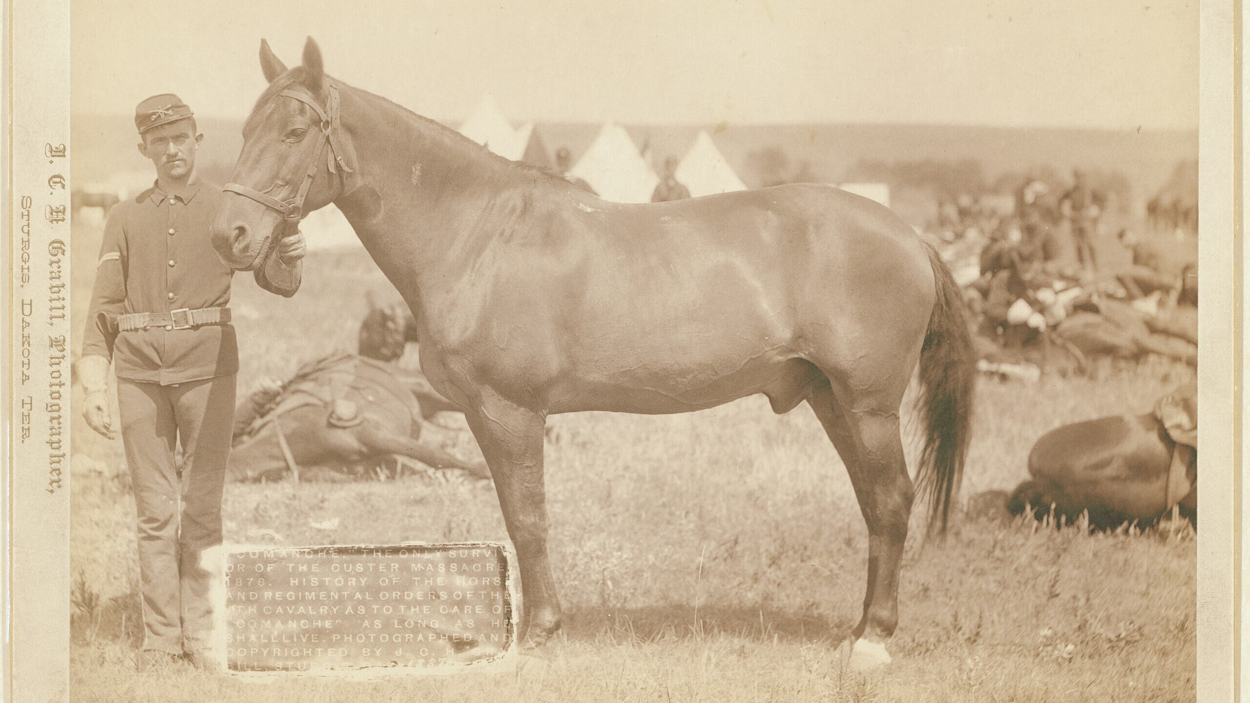 Comanche the only survivor of the Custer Massacre 1876. History of the horse and regimental orders of the 7th Cavalry as to the care of Comanche as long as he shall liv