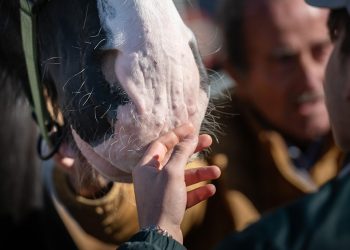 Il cavallo, la crescita, l’inclusione