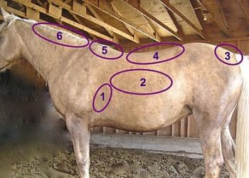 Hennecke fat deposits 350x250