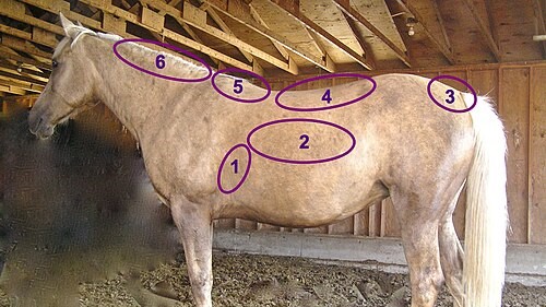 Hennecke fat deposits