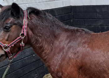 Spider: una storia per riflettere