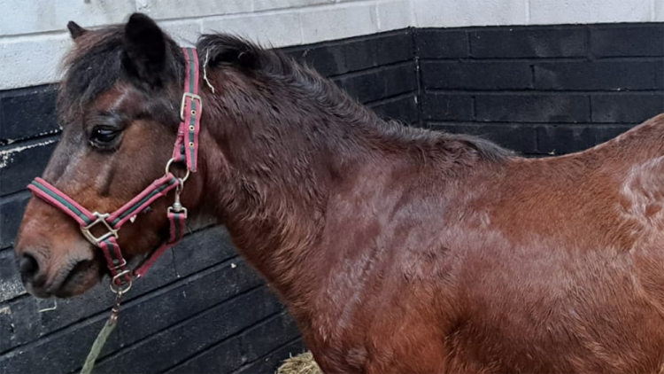 Schermata 2025 11 16 alle 09.13.01 750x422