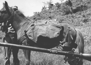 Sgt Reckless with recoilless rifle 350x250