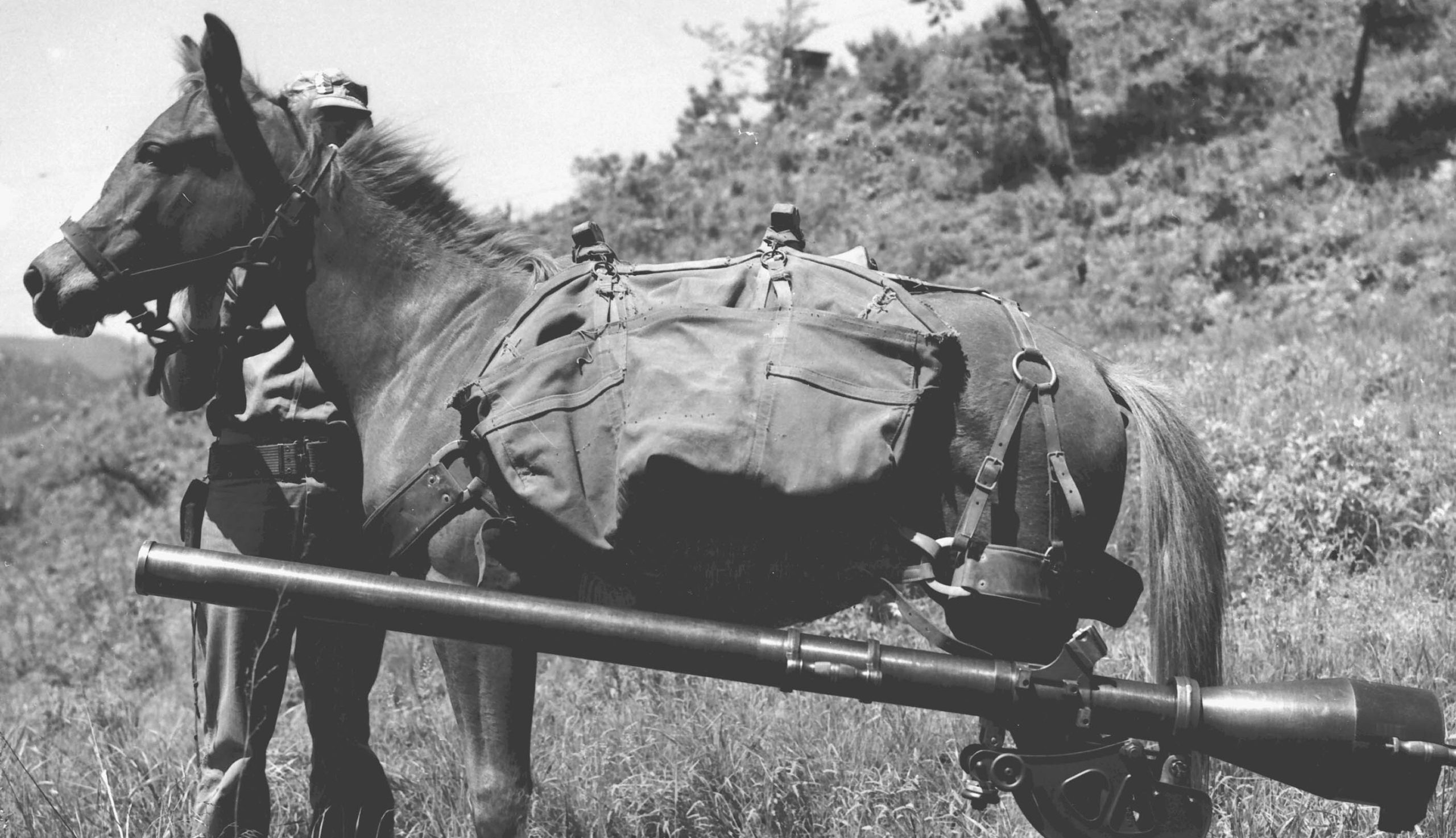 Sgt Reckless with recoilless rifle scaled